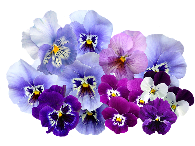 barevné květy